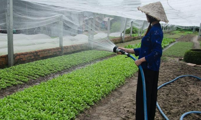 農藥百菌清可以噴灑蔬菜幼苗嗎,有哪些作用?