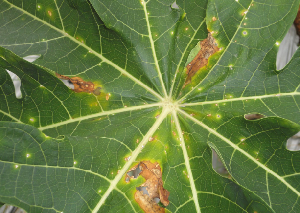 木瓜常見的病蟲害有哪些，如何防治?