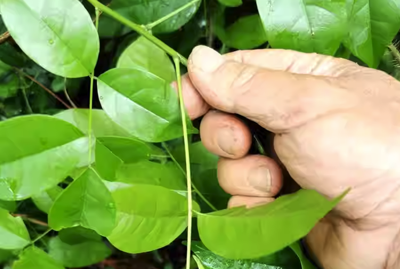 魚藤精可以消滅哪些害蟲,有什麼副作用?