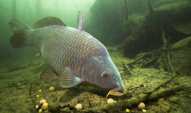 鯉魚養殖對於池塘有哪些要求，生長周期多久?