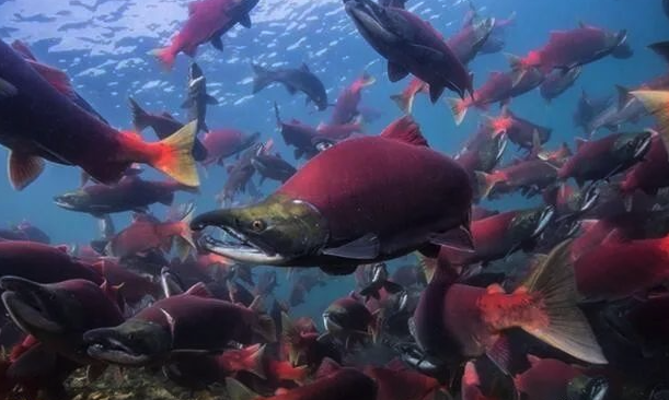 大馬哈魚有哪些生活習性,有什麼營養價值?