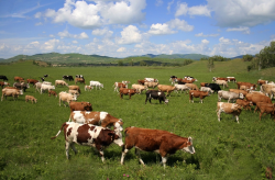 <strong>牛在什麼階段對蛋白質含量需求量高，如何補充?</strong>