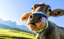 <strong>牛飼料中常見的水溶性維生素添加劑有哪些？</strong>