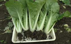 <strong>小白菜如何培育壯苗，對雨水和溫度有哪些要求？</strong>