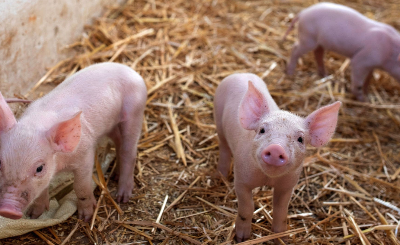 酶製劑有哪些作用，豬仔飼料中可以加入嗎？