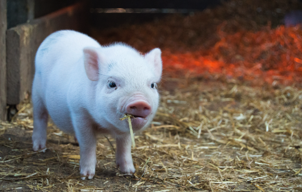 酶製劑有哪些作用，豬仔飼料中可以加入嗎？