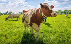 <strong>牛飼料中可以加入甲狀腺素嗎，有哪些作用？</strong>