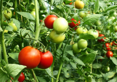 <strong>番茄的著色期在什麼時候，對溫度有什麼要求？</strong>