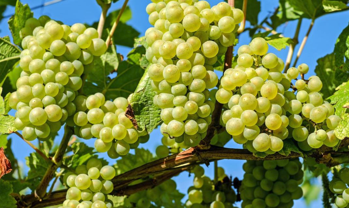 葡萄種植周期需要多久，葡萄幹是怎麼製成的？