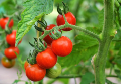 <strong>番茄坐果素有哪些好處，在什麼時期施用？</strong>