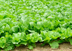 <strong>大白菜施用農家肥每畝地需要多少，需要注意什麼？</strong>