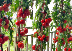 <strong>番茄綁蔓，整枝有哪些方法，需要注意什麼？</strong>