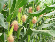 <strong>玉米孕穗期和抽雄期缺水，對籽粒產量有沒有</strong>
