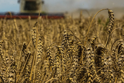 <strong>水澇對小麥的影響有多大，有哪些副作用？</strong>