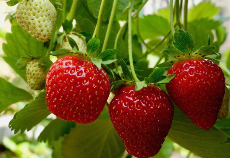 奶油草莓對土壤和溫度有哪些要求，如何施肥？