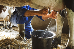 <strong>成年奶牛一天消耗的食物和水有多少，如何合理搭配飼料？</strong>