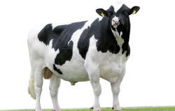 <strong>每天奶牛的擠奶次數最好幾次，有哪些注意事項？</strong>