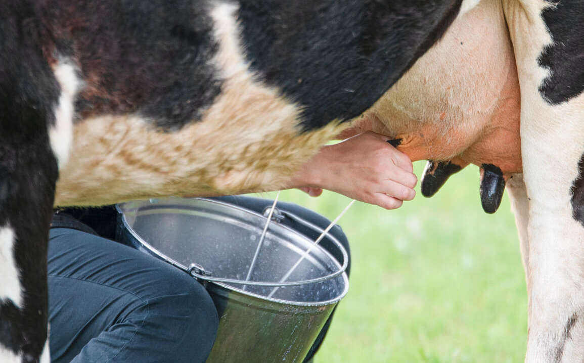 成牛奶牛一天產奶量有多少，如何才能增產？