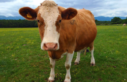 <strong>黃牛的生長周期一般多久，出肉量怎麼樣？</strong>