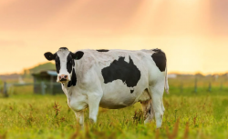<strong>放養奶牛需要的牧場如何計算，多大才能保證供應？</strong>