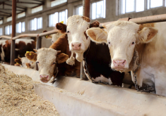 <strong>牛飼料中的磷源飼料主要有哪些組成，有什麼作用？</strong>