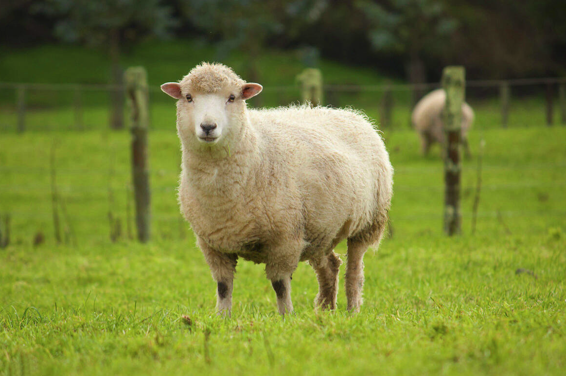 綿羊除了投喂草料和水，還需要哪些飼料補充營養?