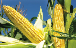 <strong>玉米在幹旱情況下對自由基會產生哪些影響?</strong>