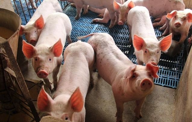 生長激素可以加入到豬飼料中嗎，有沒有副作用？