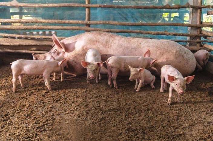 豬飼料中常見的生長促進劑有哪些？