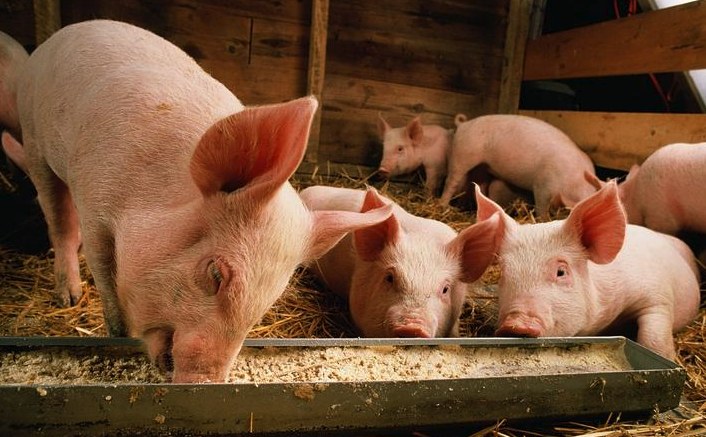 豬飼料中常見的生長促進劑有哪些？