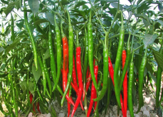 <strong>辣椒對水分和土壤有哪些要求，沙質土壤可以種植嗎？</strong>