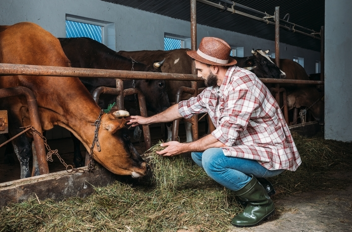複合酶製劑是什麼，可以添加到牛飼料中嗎？