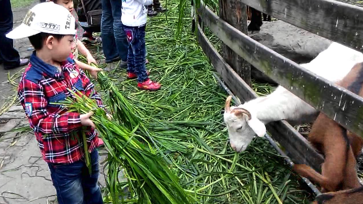 飼養羊的過程中可以一直喂養菜料嗎，還需要什麼？