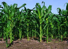 <strong>玉米地如何改善土壤的保水能力？</strong>