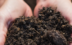<strong>辣椒土壤可以用腐熟的人糞尿淋施嗎，有哪些注意事項?</strong>