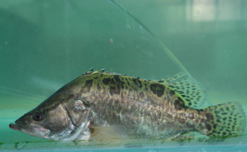桂魚如何進行養殖,有哪些準備工作?