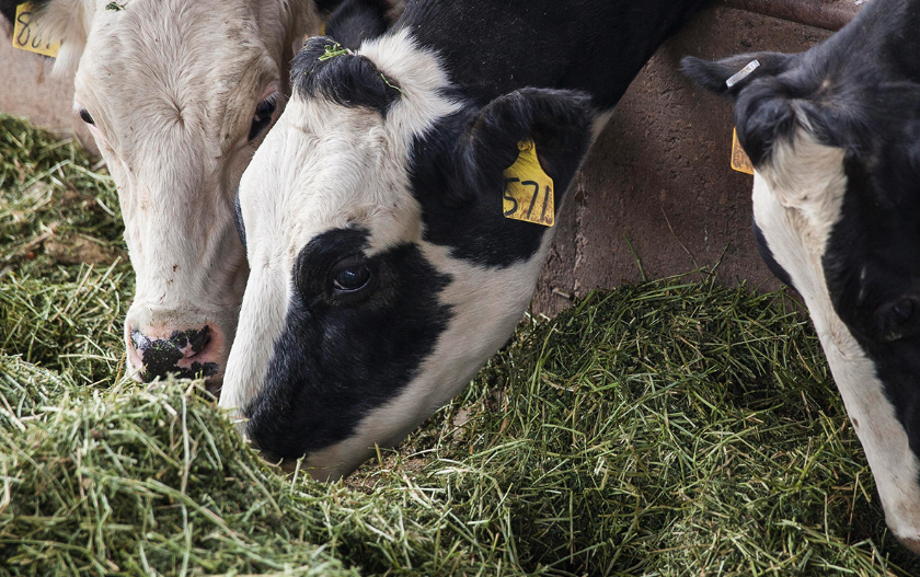 生育酚是什麼，添加到牛飼料中有哪些注意事項？