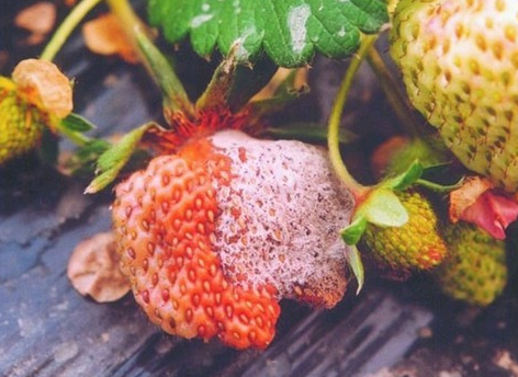 預防溫室草莓畸形果的發生策略
