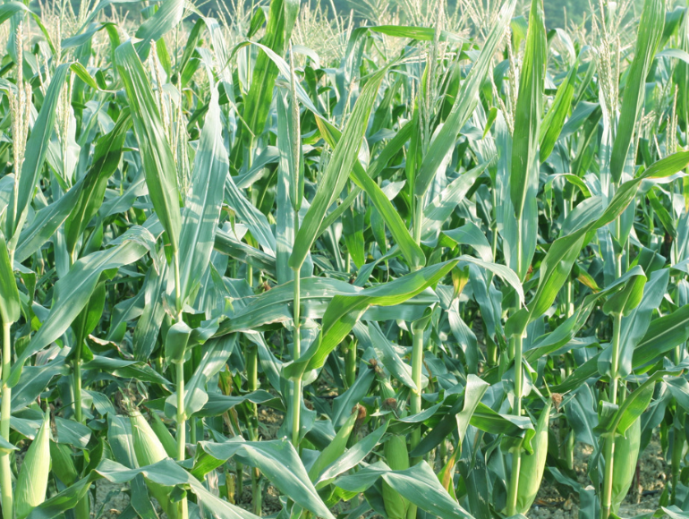 幹旱缺水時玉米雌穗中的可溶性糖含量為什麼會增加?