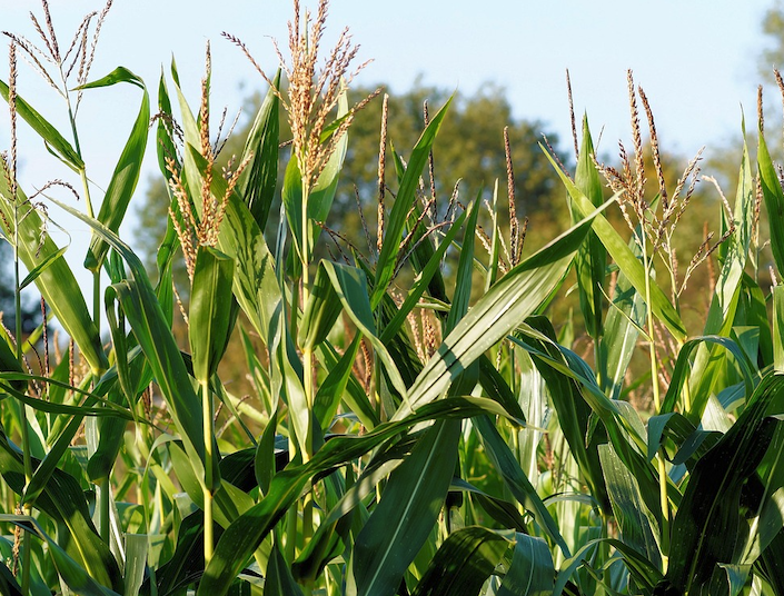 幹旱缺水時玉米雌穗中的可溶性糖含量為什麼會增加?
