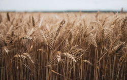 <b>小麥成熟季節雨水頻發對於收割和小麥質量有哪些影響?</b>