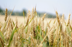 <b>小麥貯存前如何進行幹燥，如何防止發黴？</b>