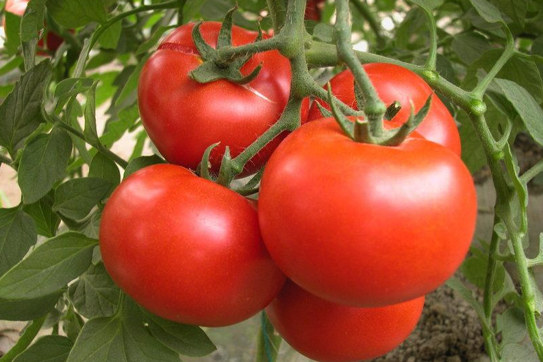 番茄＂牛蕃茄＂有哪些形態特征，對光照和土壤有哪些要求？