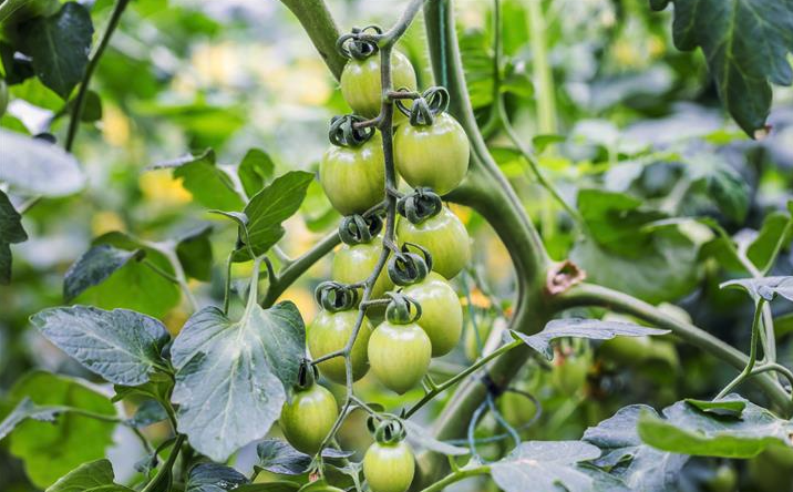 如何提升番茄的耐病毒病，有哪些方法？