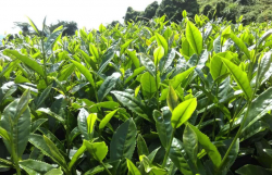 <strong>烏龍茶茶樹種植對土壤和海拔有什麼要求？</strong>