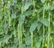 <b>栽種長豆角需要注意防好哪些病蟲害？</b>