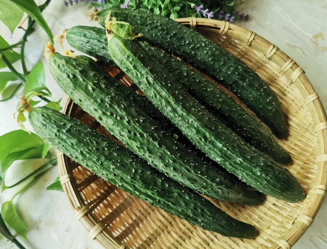 黃瓜感染細菌性角斑病有哪些症狀,如何進行防治?
