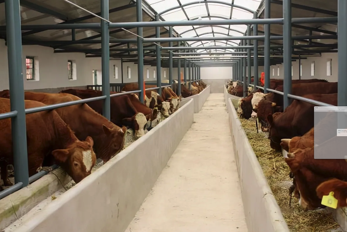 牛飼料中可以加入甲狀腺素嗎，有什麼好處?