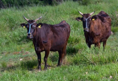 <strong>神戶牛的分布地區在哪裏，對於生長環境有哪些要求?</strong>