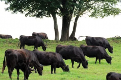 <strong>神戶牛的養殖周期需要多久，需要什麼養殖條件?</strong>